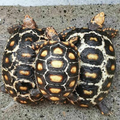 cherry head tortoise for sale