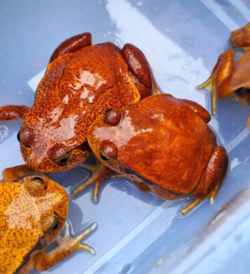 tomato frog for sale