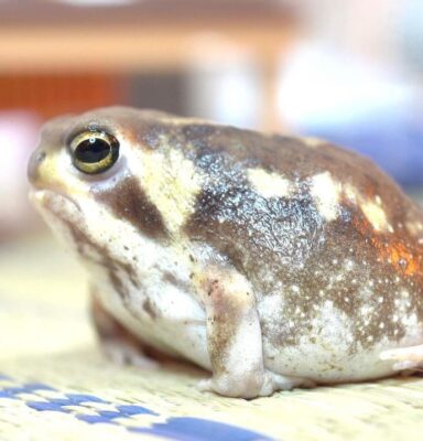 common rain frog for sale