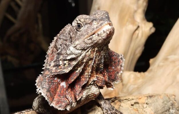frilled dragon for sale