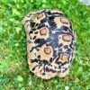 Somalian leopard tortoise