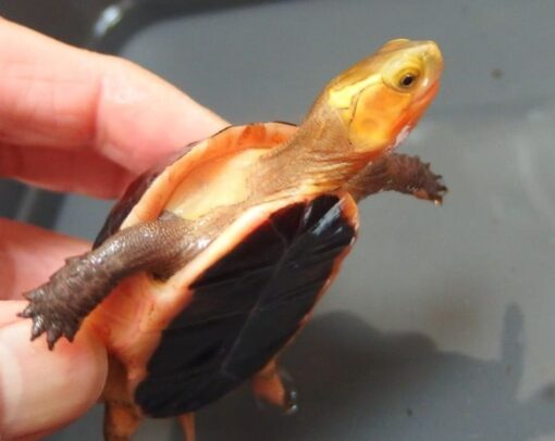 Chinese box turtles for sale