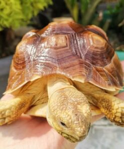 Sulcata tortoise for sale near me