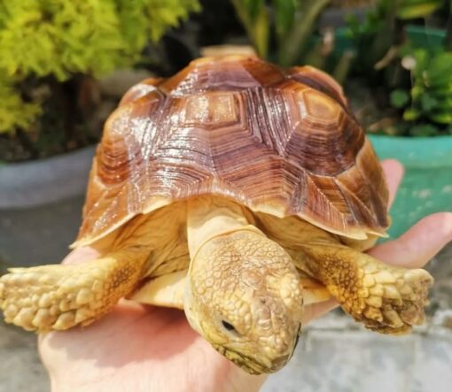 Sulcata tortoise for sale near me