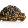 indian star tortoise for sale