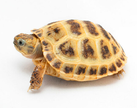 Russian tortoises for sale
