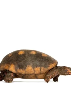 Adult Tortoises