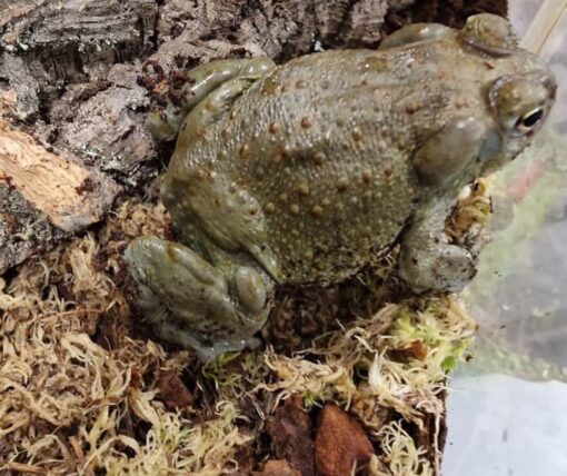colorado river toad for sale