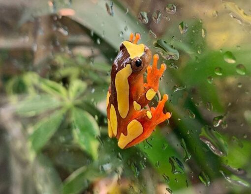 clown tree frog for sale