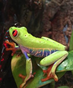 red eye tree frogs for sale