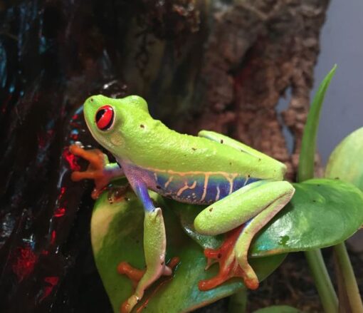red eye tree frogs for sale
