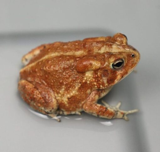 southern toad for sale