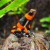 oophaga lehmanni red for sale