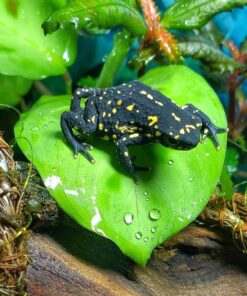 Bumble Bee toads for sale