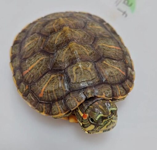 Red Eared Slider turtles for sale