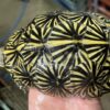 florida box turtle for sale